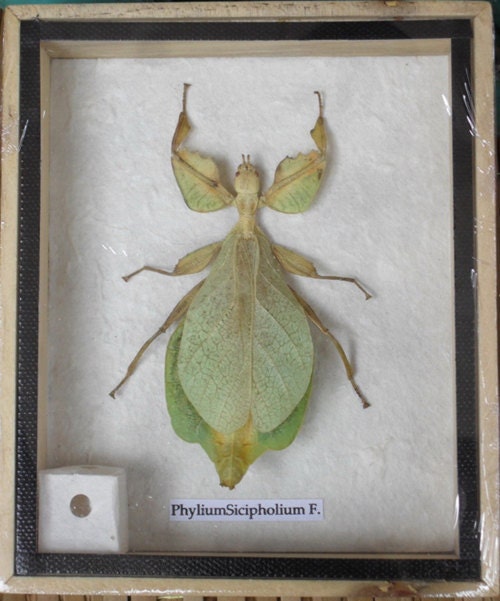 REAL Leaf Insect PhyliumSicipholium in wooden box / isba