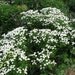 Natural Feverfew Seed - Perennial  ON SALE