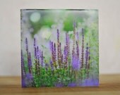 English Lavender Encaustic Photography. Dreamy Herb Garden Art. Cradled Ready to Hang. 4x4.