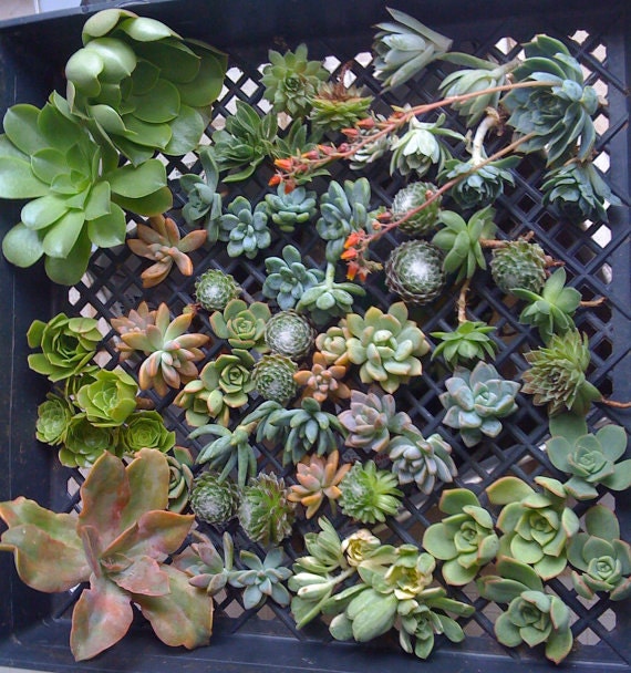 BRIDAL Package 1, SUCCULENT WEDDING, Succulent Wedding Favors, Succulent Plants, Succulent Wedding Centerpieces