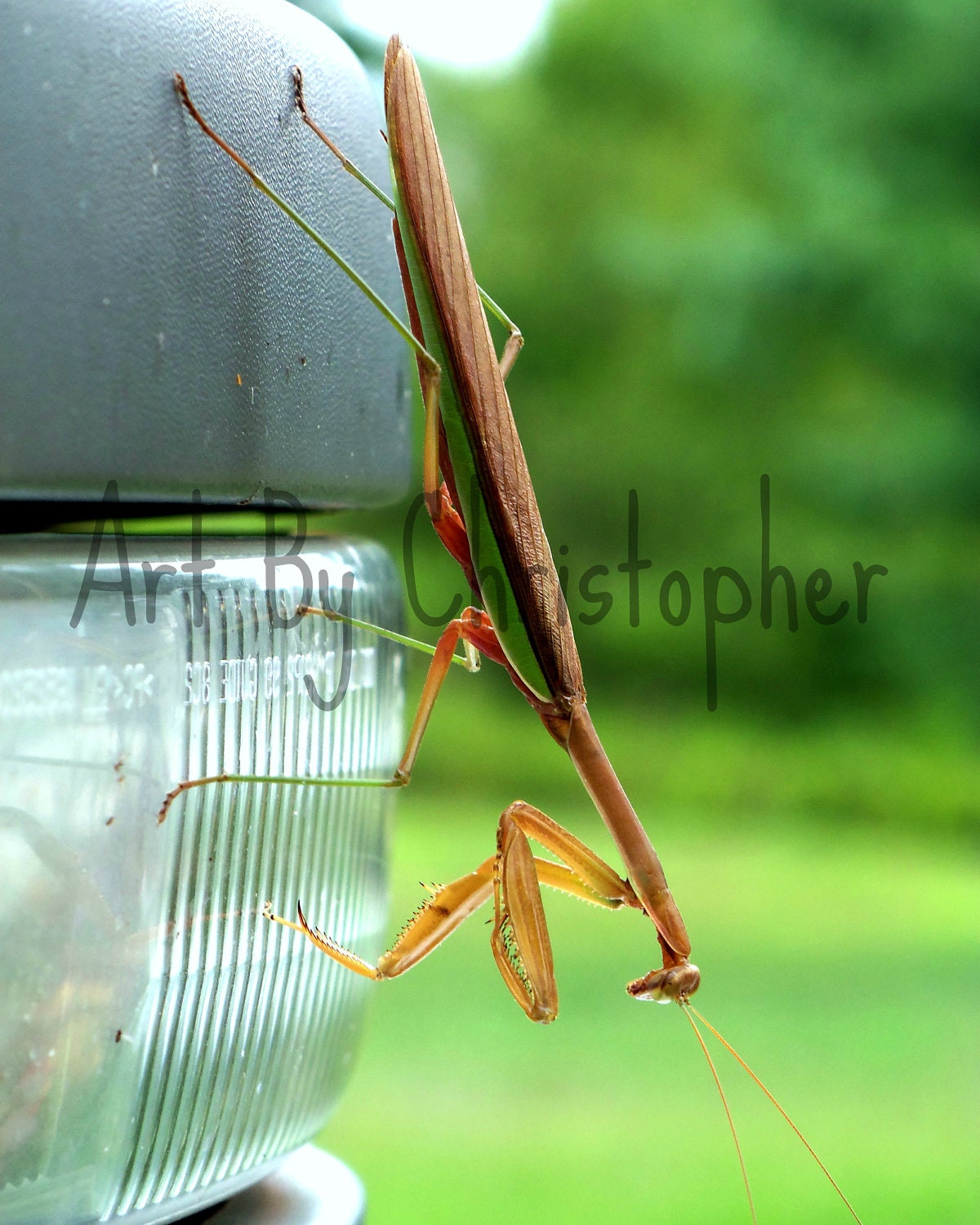Mantis, praying mantis, bug, insect, closeup, brown, green, color, 8x10, fine art photography