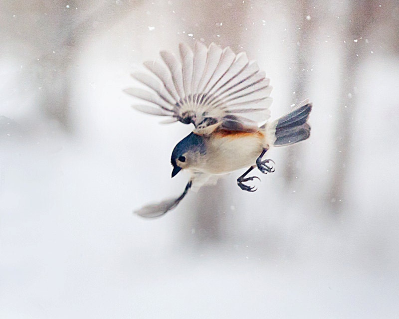 Birds and photography: The Art of Staying Aloft No.12 Tufted Titmouse (Baeolophus bicolor)