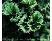 Emerald green Cactus Botanical Photography,  Nature, Macro, Home Decor, 5 x 5 print Fine Art Photography Print, - PhotoByMADA