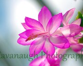 Pink Flower Photograph