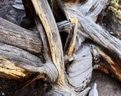 Twisted Roots - 8x10 Lustre Photograph - Fine Art Photography