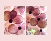 Blushing Diptych. 8X10 Print set. Japanese hydrangeas, flowers, muted colors, purple, modern art, macro photo, feminine, pretty, Spring