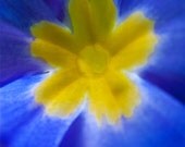 Veronica -  8X10 photo print, fine art photograph, flower, macro, close up, soft texture, cobalt blue, yellow, bight color