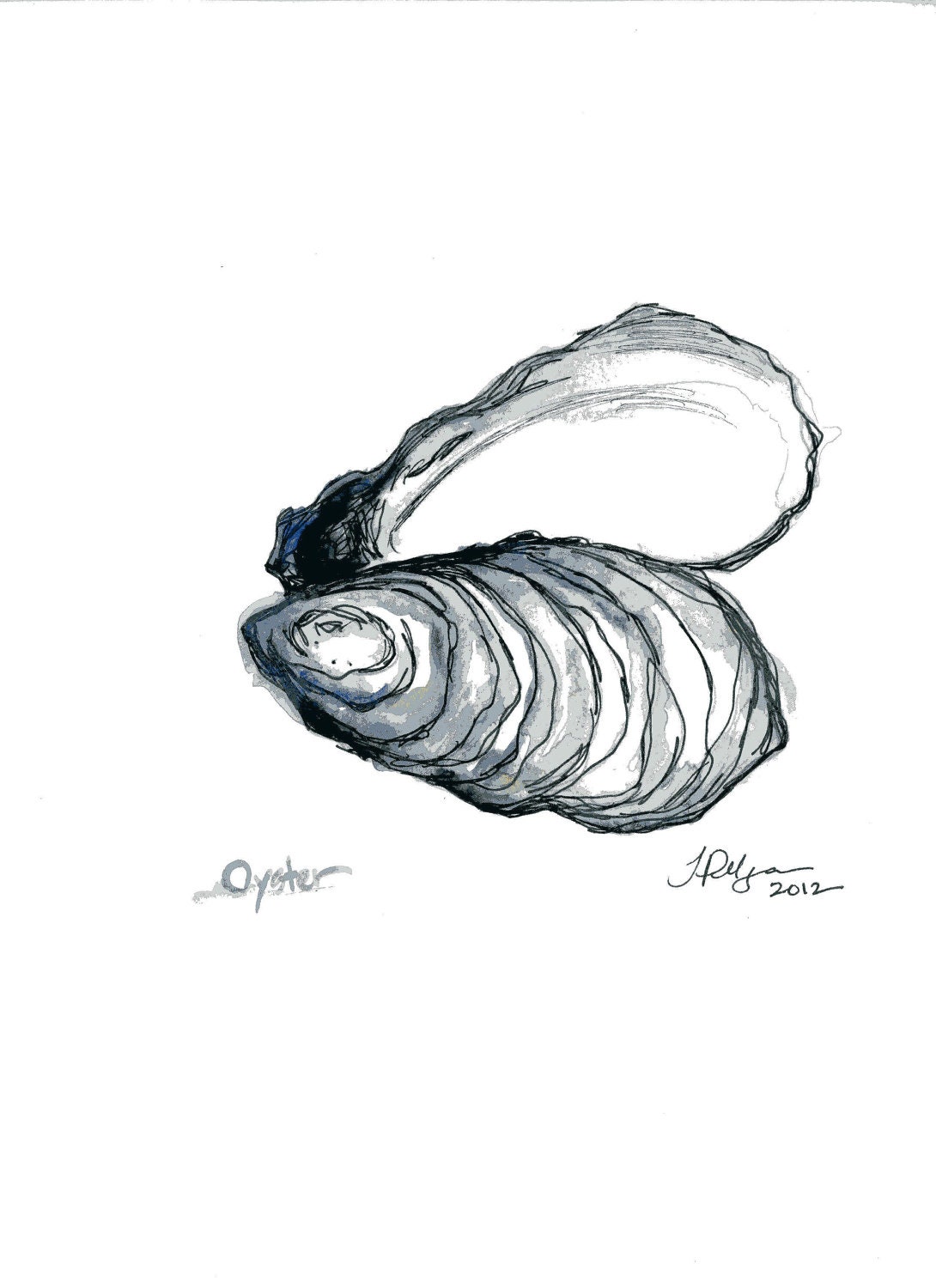 Oyster Print - Watercolor and Pen Illustration