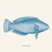 Tautog or Blackfish Print  Recovered Vintage Illustration