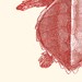 Vintage Turtle Thalassochelys caretta Print Poster Illustration
