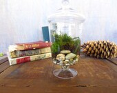Elegance Alive...Terrarium Vibrant Moss Terrarium Indoor Garden Apartment Garden Apothecary Jar Live Moss Terrarium