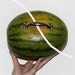 WATERMELON WITH HANDLE for equality and distribution of resources (Different Abilities, helping) Unique 1/1