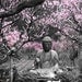 20x24 - Cherry Blossom Buddha - Cherry Blossom Tree - Japan Photography - Black and White - Pink Photo - Cherry Blossom Trees