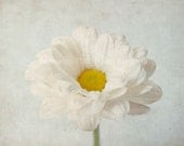 8X10 or A4. Whimsical daisy flower photography.  Home decor. - filamentoTGS