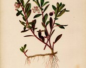 Antique THOMAS MEEHAN Hand Coloured Bookplate Color Book Plate Vintage Print Native Flowers Ferns 1879 Bear Berry 20