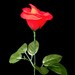 Handmade Nylon Rose