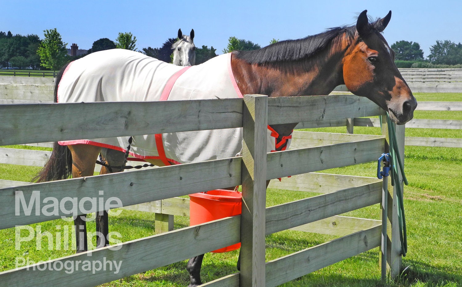 Horses in Meadow