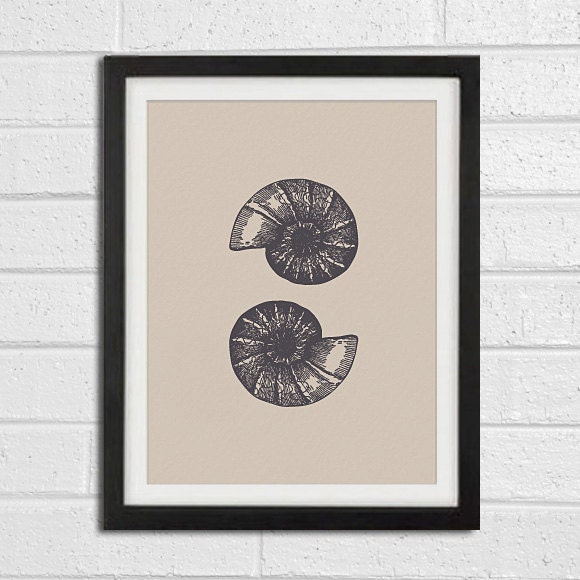 Spiral Shell Vintage Series A Art Print 8x10