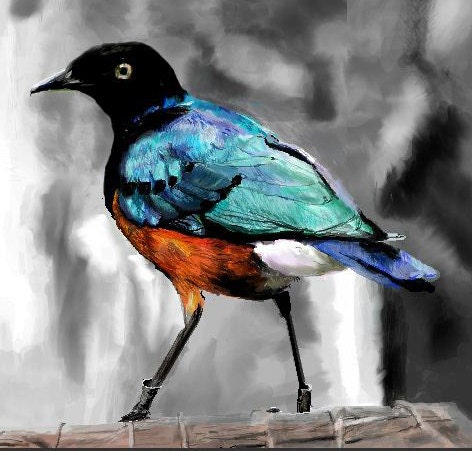 Colorful Bird Art