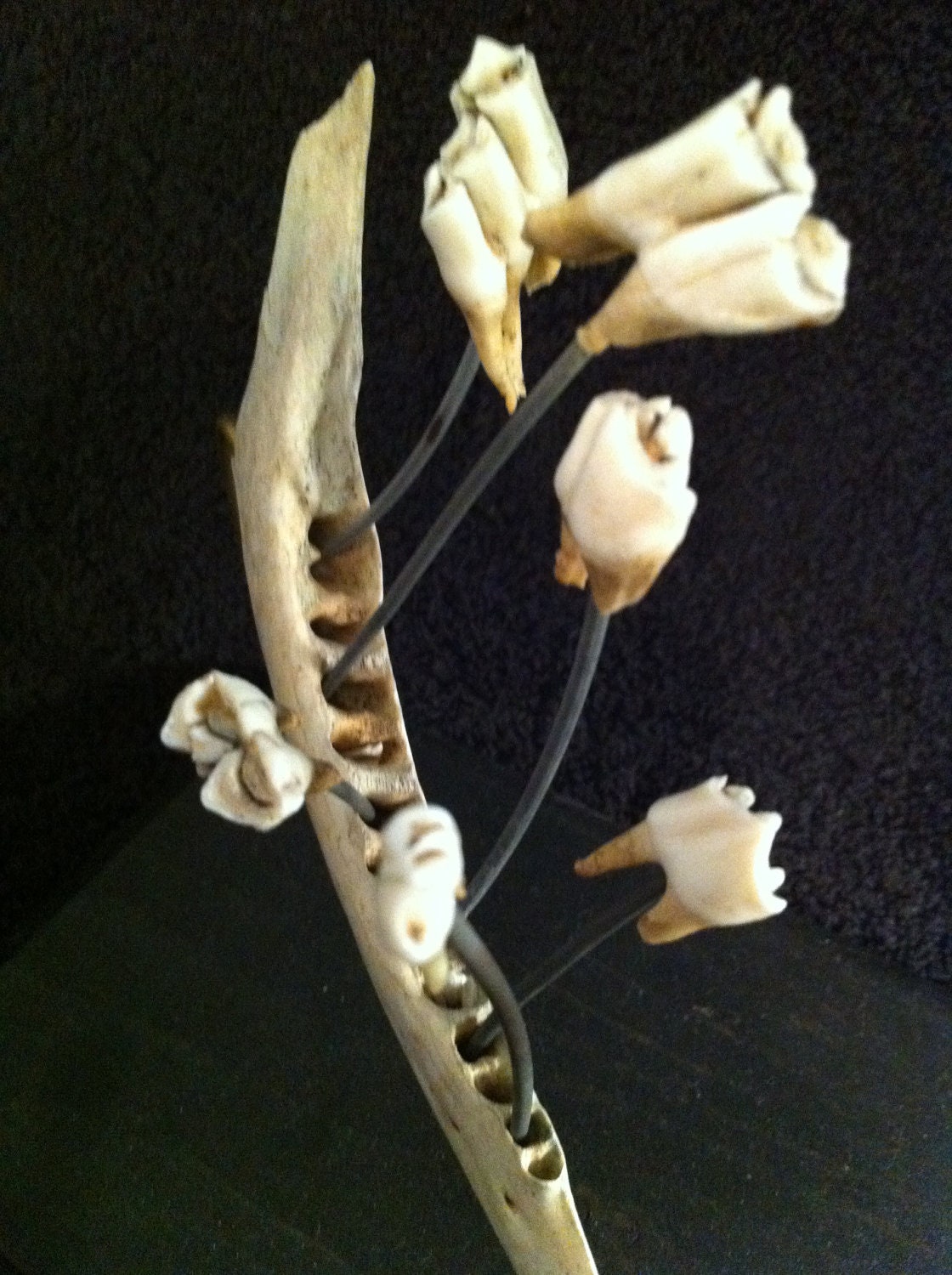 Deer Jaw Mount w/ "Exploded" Teeth Oddities Taxidermy