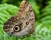 Photographic Print "Owl Butterfly"