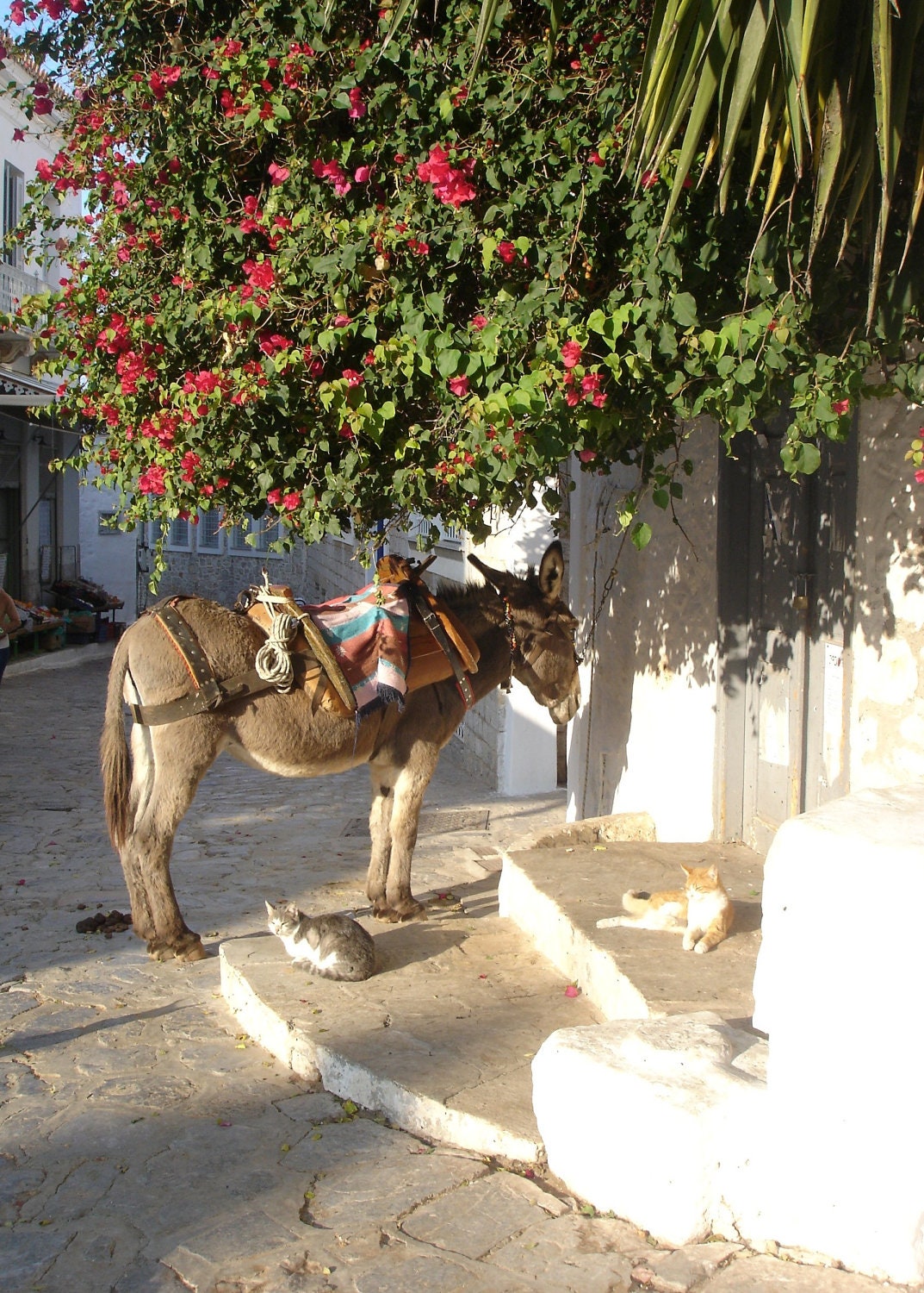 Lazy Afternoon in Greek Islands Travel Photography Hydra Donkey Horse Cat photo