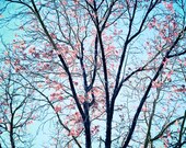 Dark Branches in a Forest - Fine Art Photography - Tree, Baby Girl, Nature, Pink, Blossoms, Spring, Floral, Dreamy Wall Decor - Pink Stars