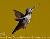 Hummingbird card, garden wildlife, nature card, wildlife art, wild bird note card