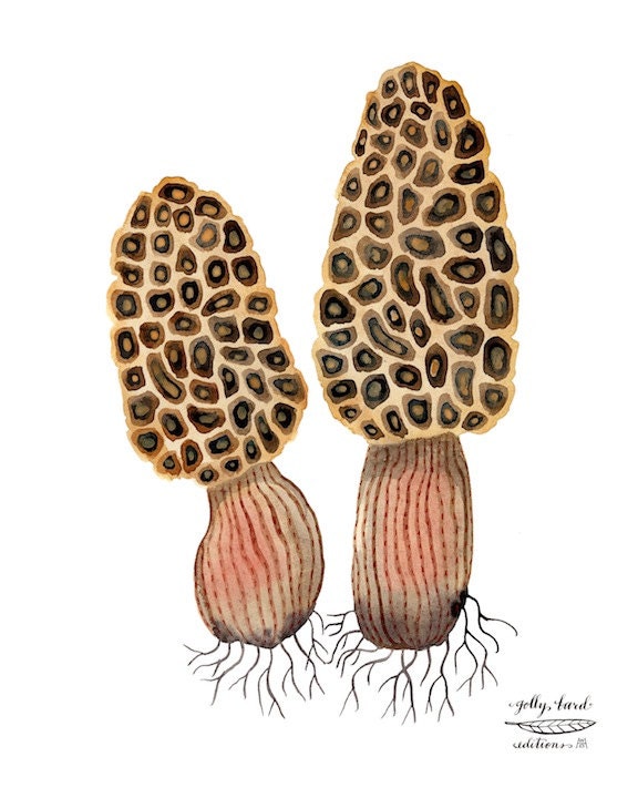 morels mushroom art giclee print reproduction watercolor