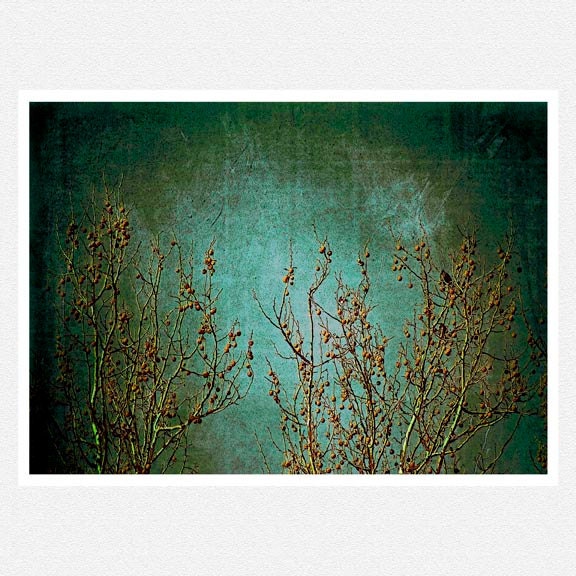 Nature Photography, emerald green, bare trees, bird, winter home decor, Rest Stop, fine art photography print  8x12 green, bird