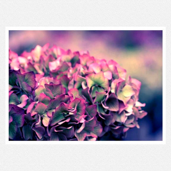 Flower Photography, fuschia, muted purple, green, hydrangea, flower Purple Romance fine art photography print 8x12