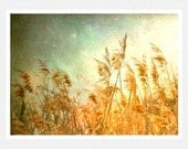 Nature Photography, harvest gold, aqua, grasses, Enter Evening, fine art photography print 8x10