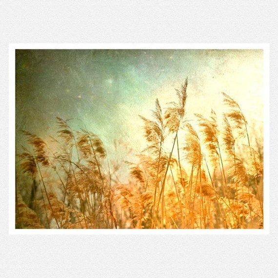 Nature Photography, harvest gold, aqua, grasses, Enter Evening, fine art photography print 8x10
