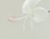 Neutral minimalist modern flower photography - Hibiscus - 8x10 Fine Art Print - home spa decor photo