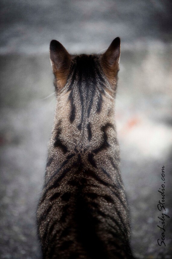 Henry's Head 8x12 : cat photo animal pet photography tabby cat lover tan black tiger home decor fine art print