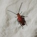 German Cockroach - Hand Embroidered Flour Sack Tea Towel - Kitchen Insect