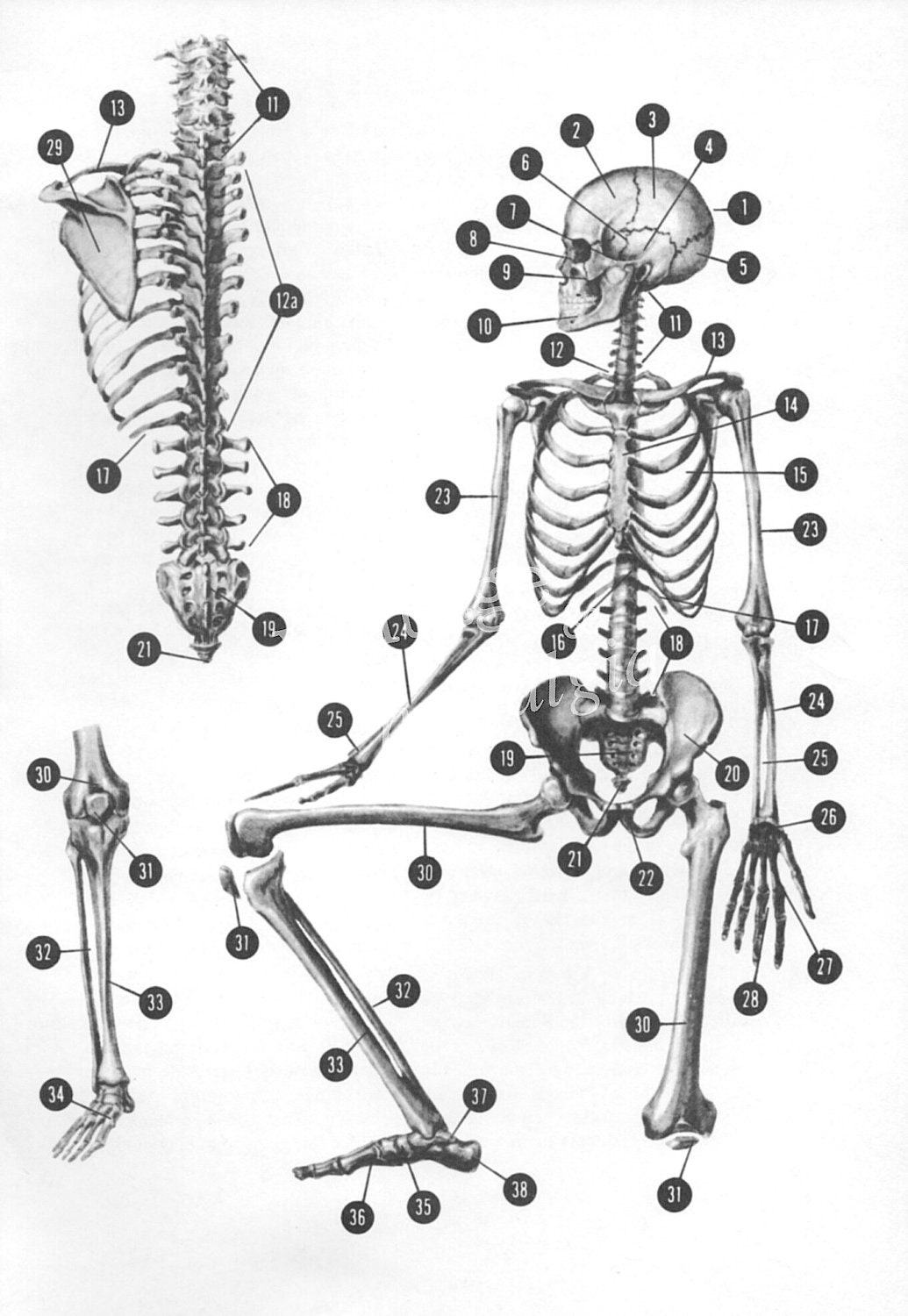 anatomy bones