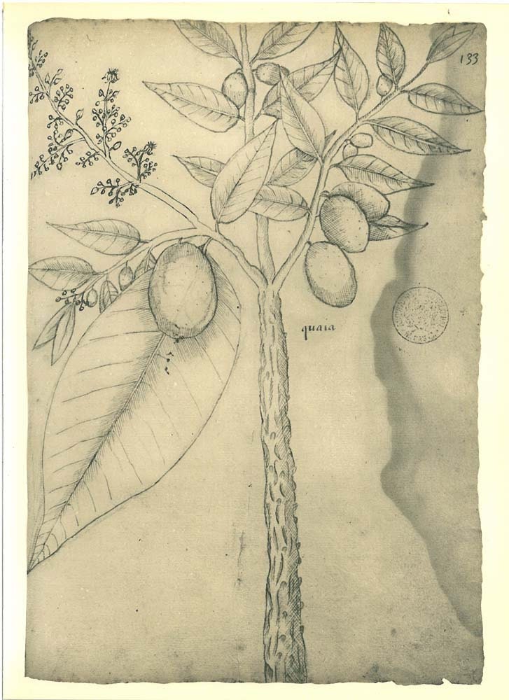Vintage Botanical Print Sketch Drawing Caia Anacardiaceae Maranhao Brazil