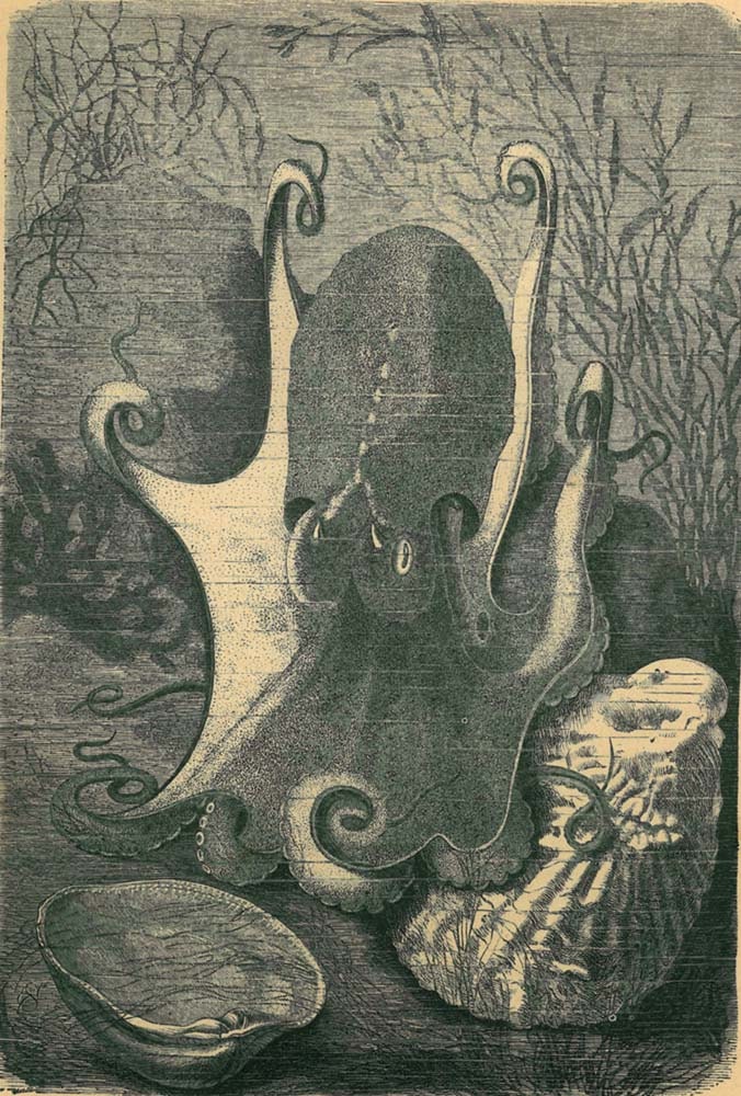 Musky Octopus Antique Art Print Natural History Engraving Eledone moschata Brehms Tierleben