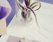 Plant-O-Gram and Vessel // Surprise Air Plants Sent to Anyone plant delivery