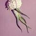 Voyager Jellyfish Air Plant // Octopus Sputnik Sea Urchin Wedding Favor Decor Gift DIY shell hanging art