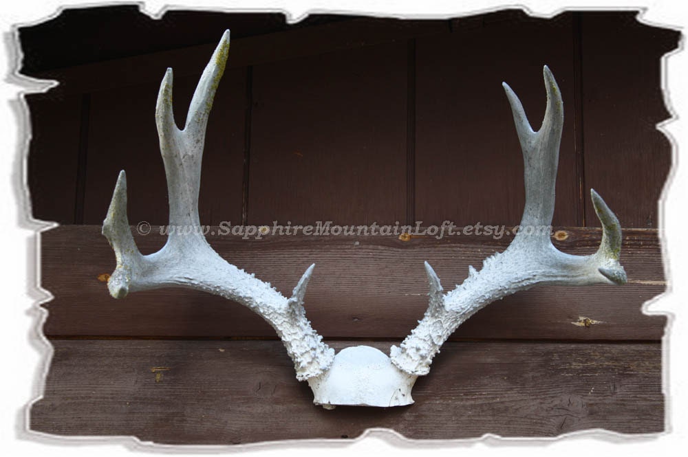 White Deer Antlers, 8x12 Fine Art Print, Mounted Taxidermy Rustic Ranch Wall Art, Cabin Home Decor