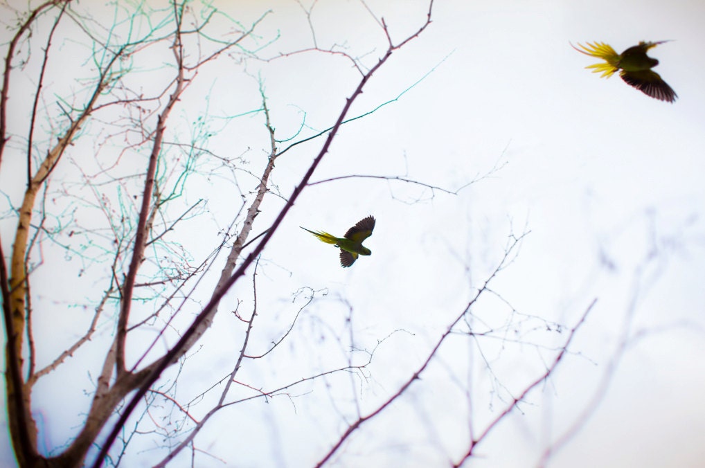 Wild parakeets in London photograph