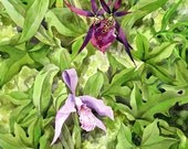 Orchids - 8x10" Giclee Art Print