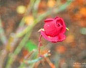Rosebud - Virginia Nature Photography - Fine Art Print-  11x14 Print  IMAGE 0065 - MLGertiser