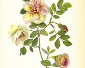 ROSE PRINT -1960's Floral Botanical Print, Vintage Flower Print, Wall Decor, Art Illustration to Frame, Book plate, HOme Decor, yellow, 2nd