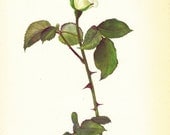 ROSE PRINT -1960's White Flower Botanical Print, Wall Decor, Art Illustration to Frame, Home Decor, Book plate,