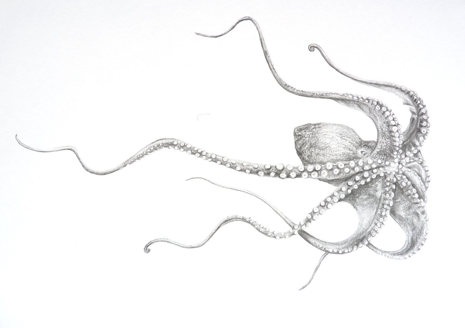Print of Octopus Drawing Graphite Art