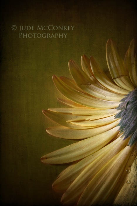 gerber daisy yellow still life photography fine art photograph floral photography home decor nature - BloomWithAView