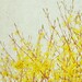 spring summer print nature landscape rustic home decor - Yellow and grey